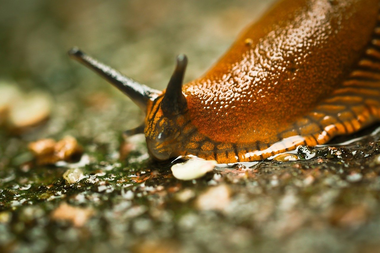 Snail