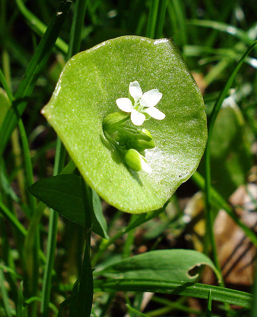 Winter postelein with small white flower