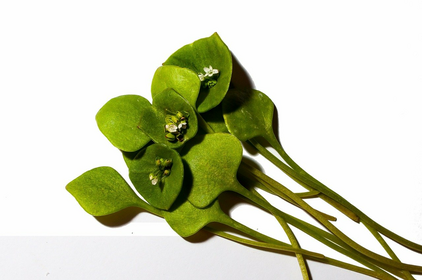 Planting & growing winter purslane: Tips for sowing & harvesting