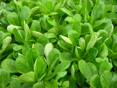 How to Grow Lettuce in Winter: Varieties, Sowing, Harvesting