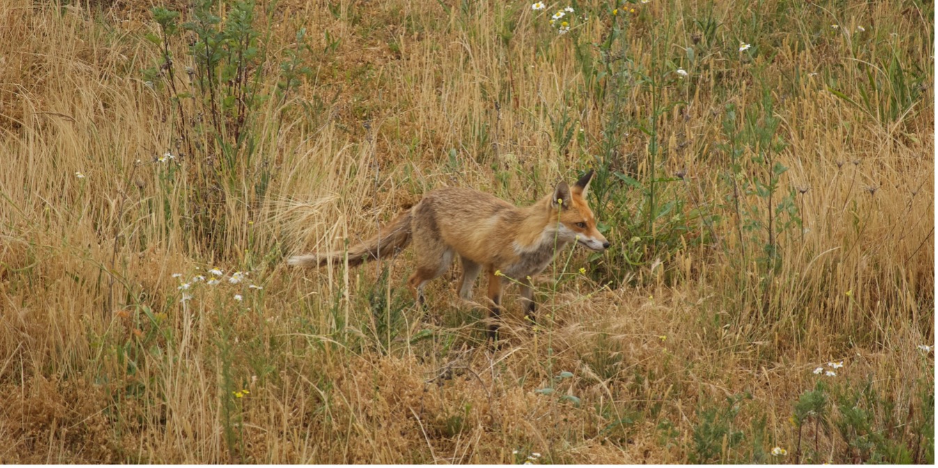 Der Fuchs: Fressfeinde der Wühlmaus