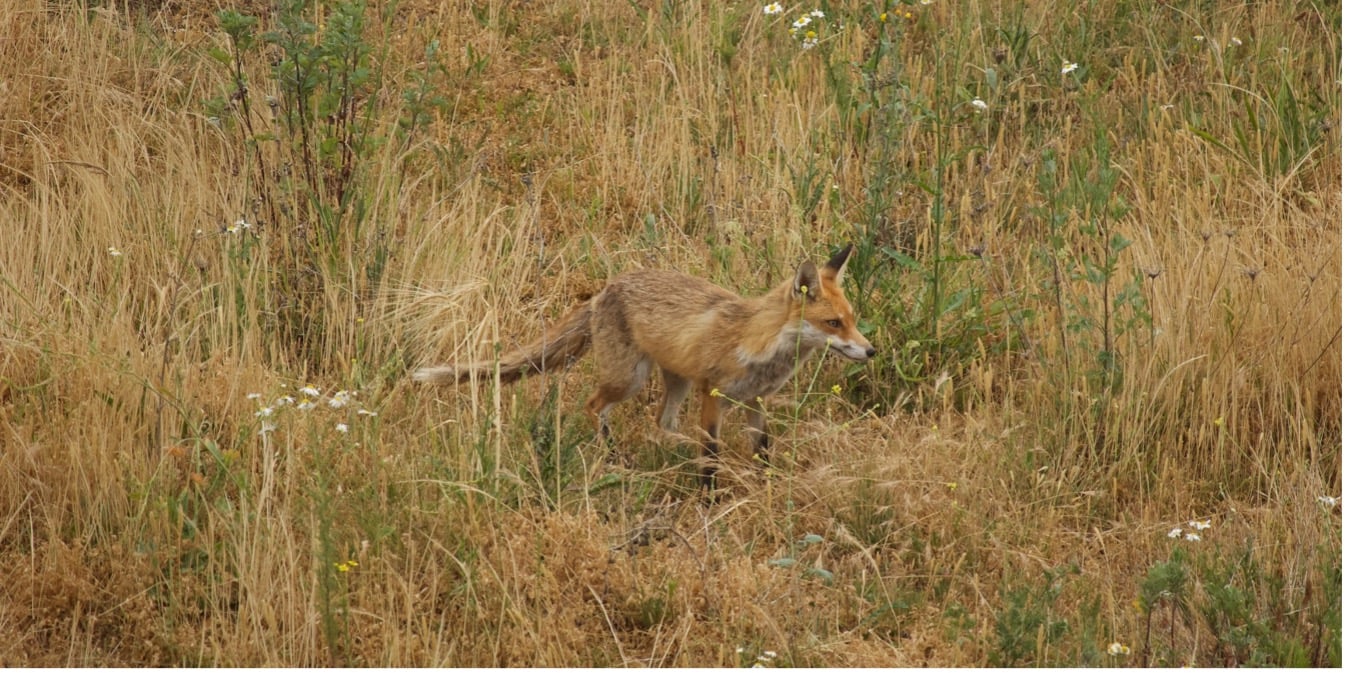 Der Fuchs: Fressfeinde der Wühlmaus