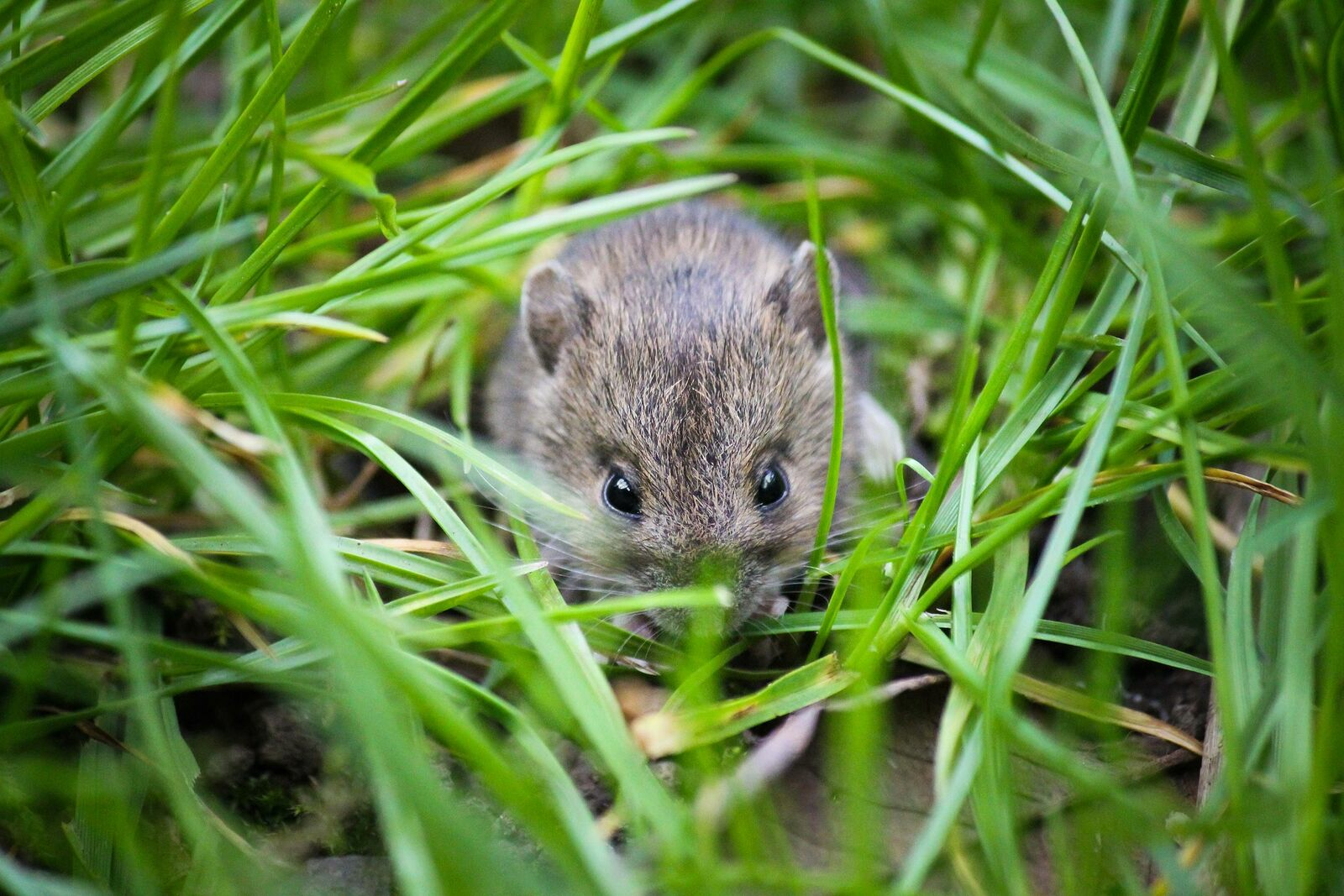 Drive away & control voles: how it works