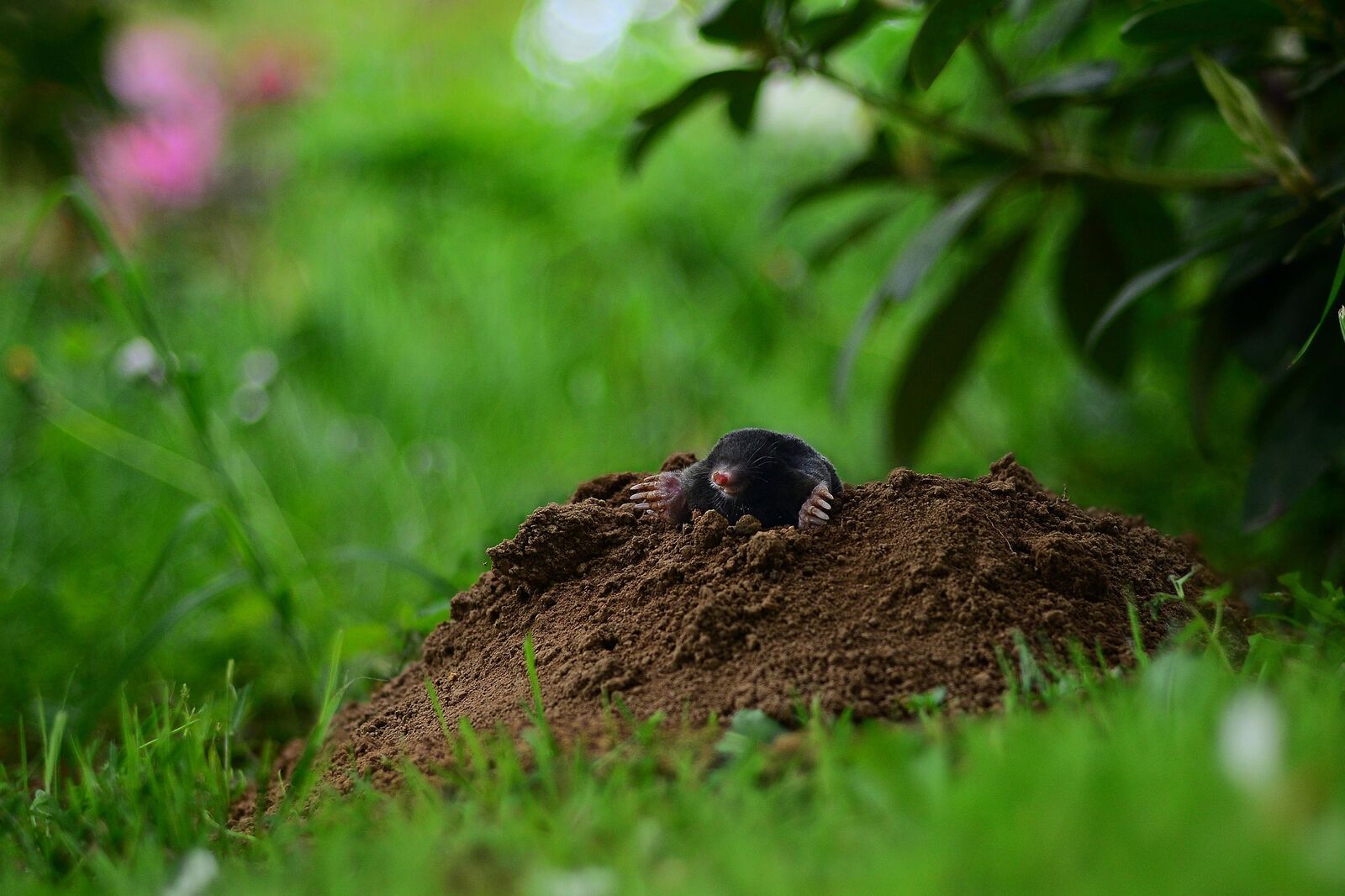 Mole or vole