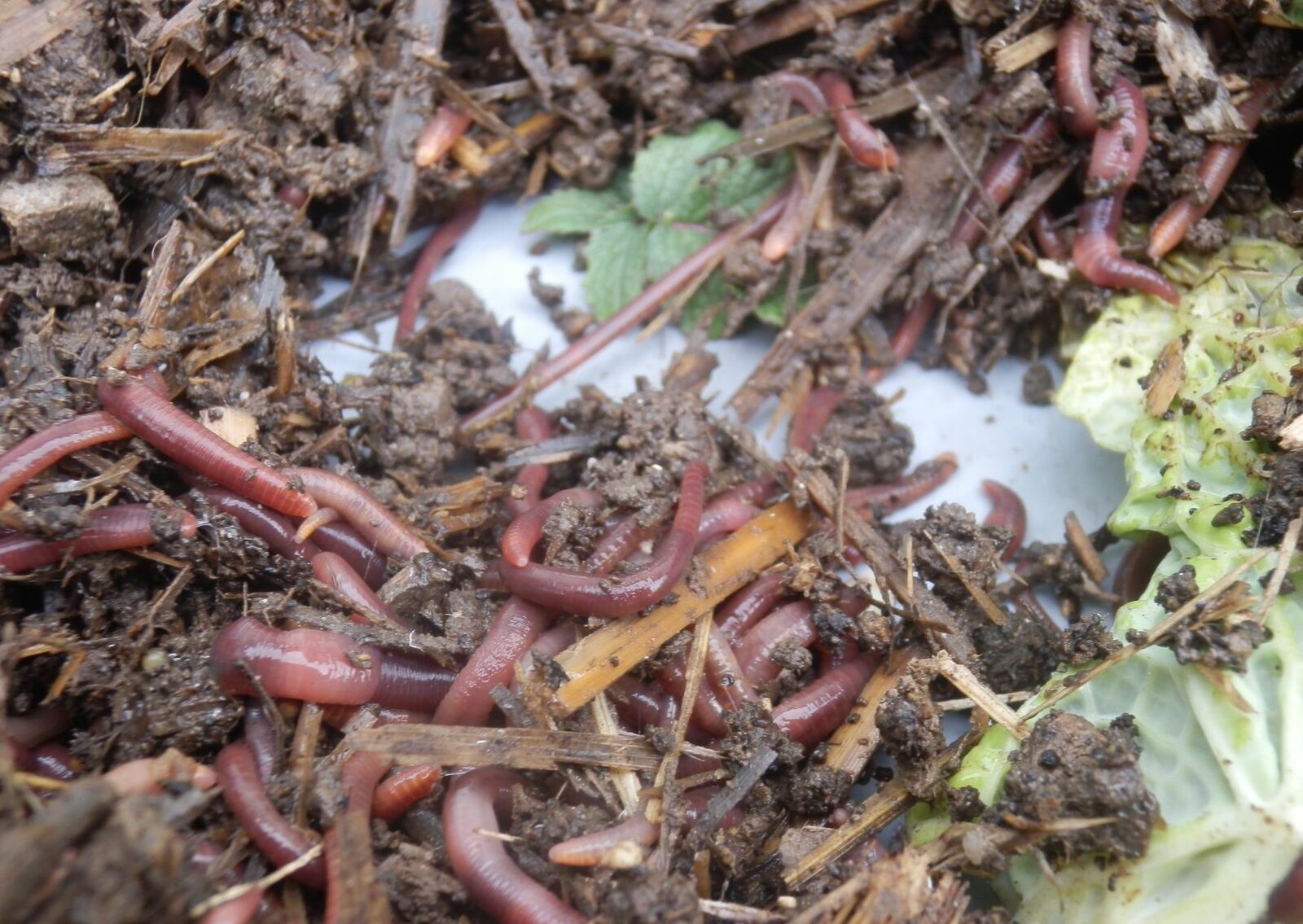 Compost worms in vermicompost