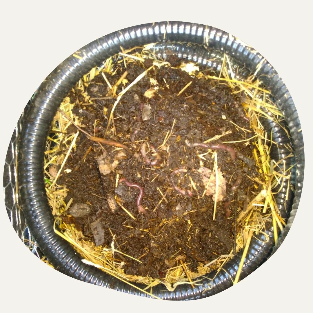 Filling the worm bin