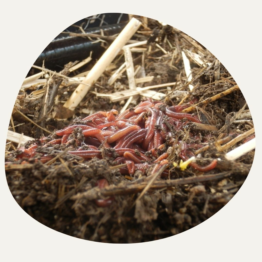 Worm bin