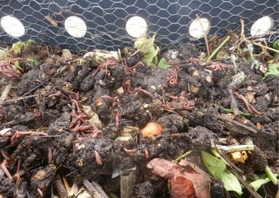 Worm Bin: How to Build Your Own Compost System for Balcony or Garden