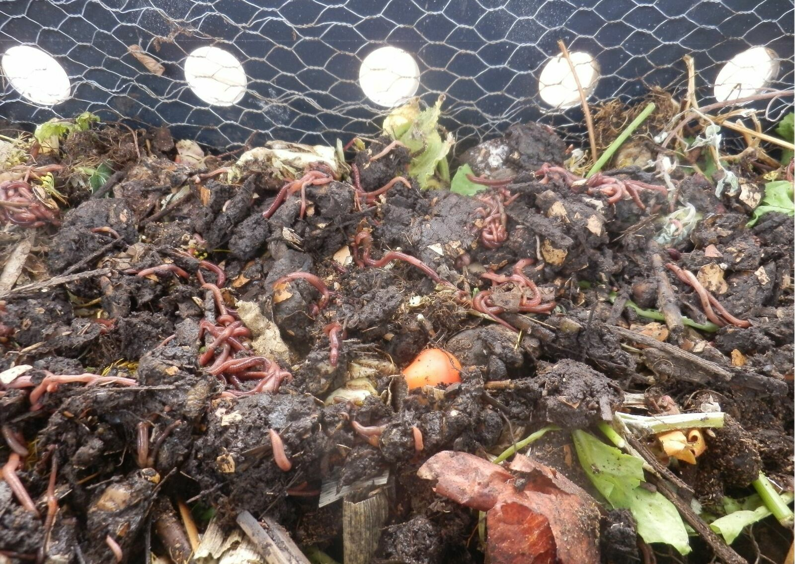 Worm Bin: How to Build Your Own Compost System for Balcony or Garden