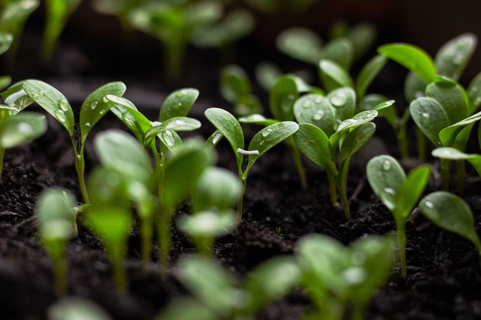 Seedlings emerging.