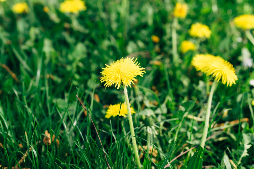 dandelion as indicator plant