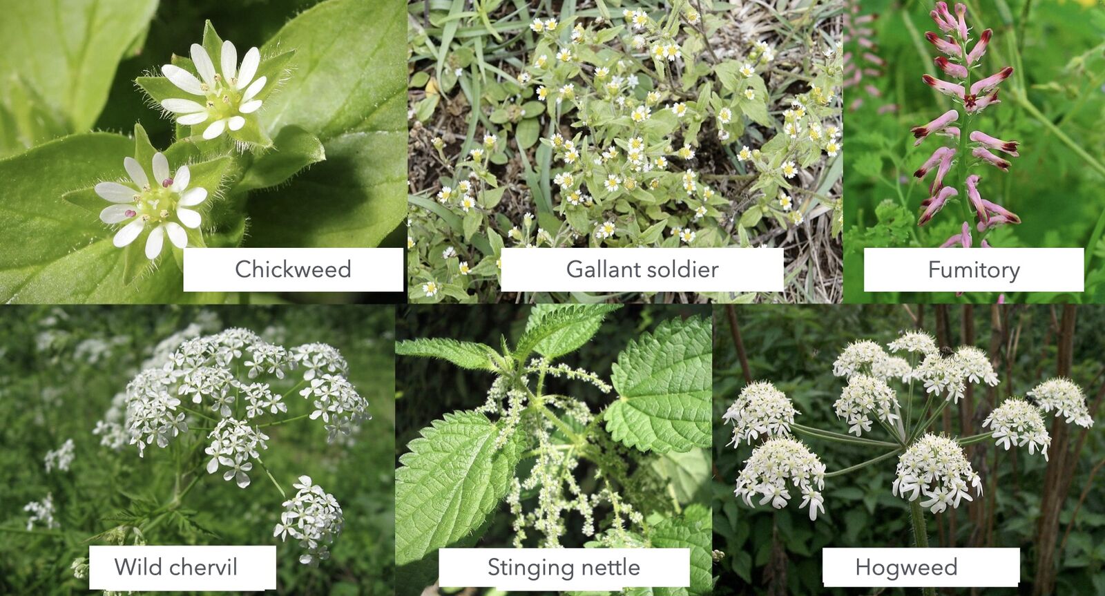 indicator plants on nitrogen-rich soils