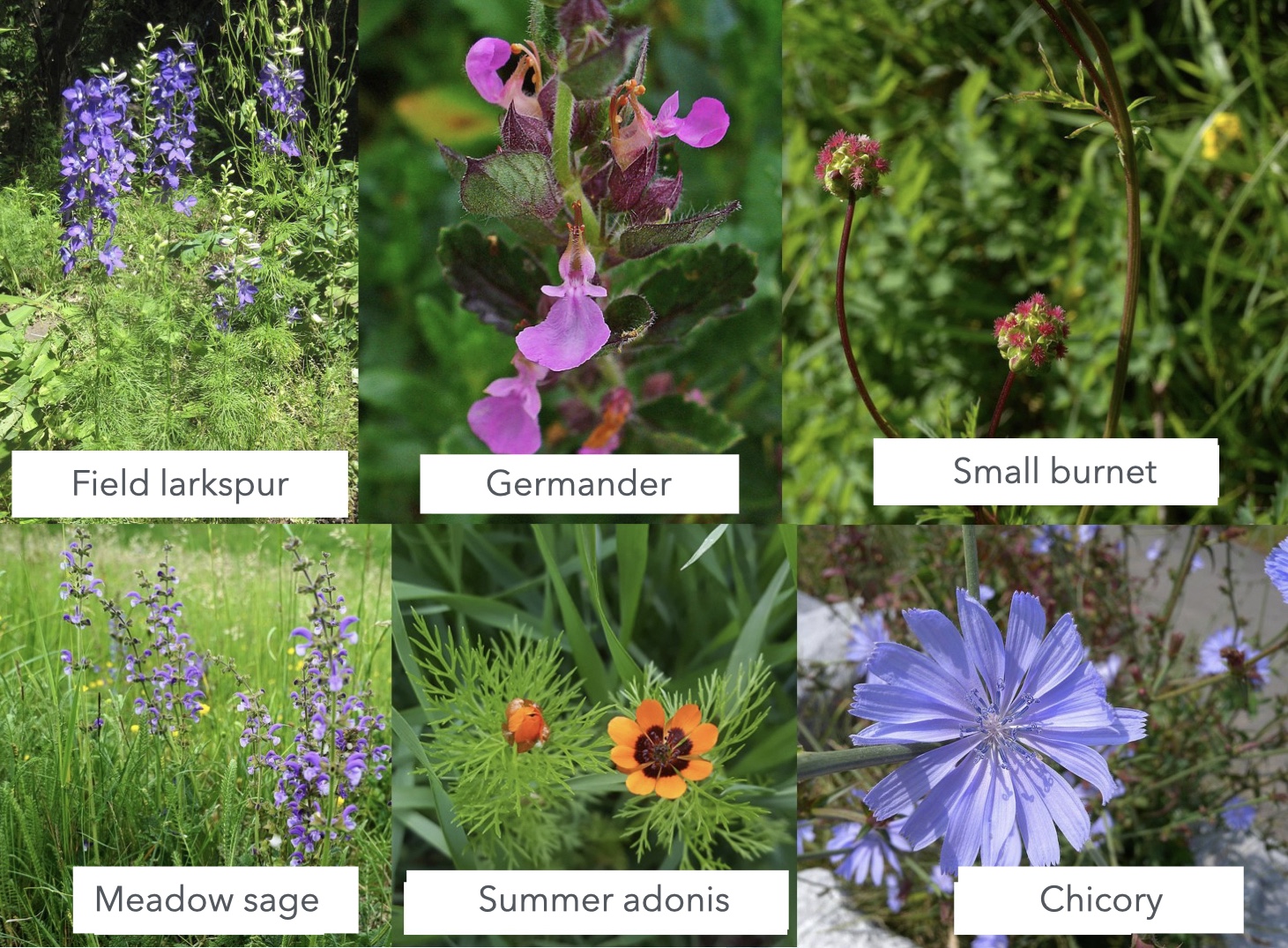 Indicator plants of calcareous soils