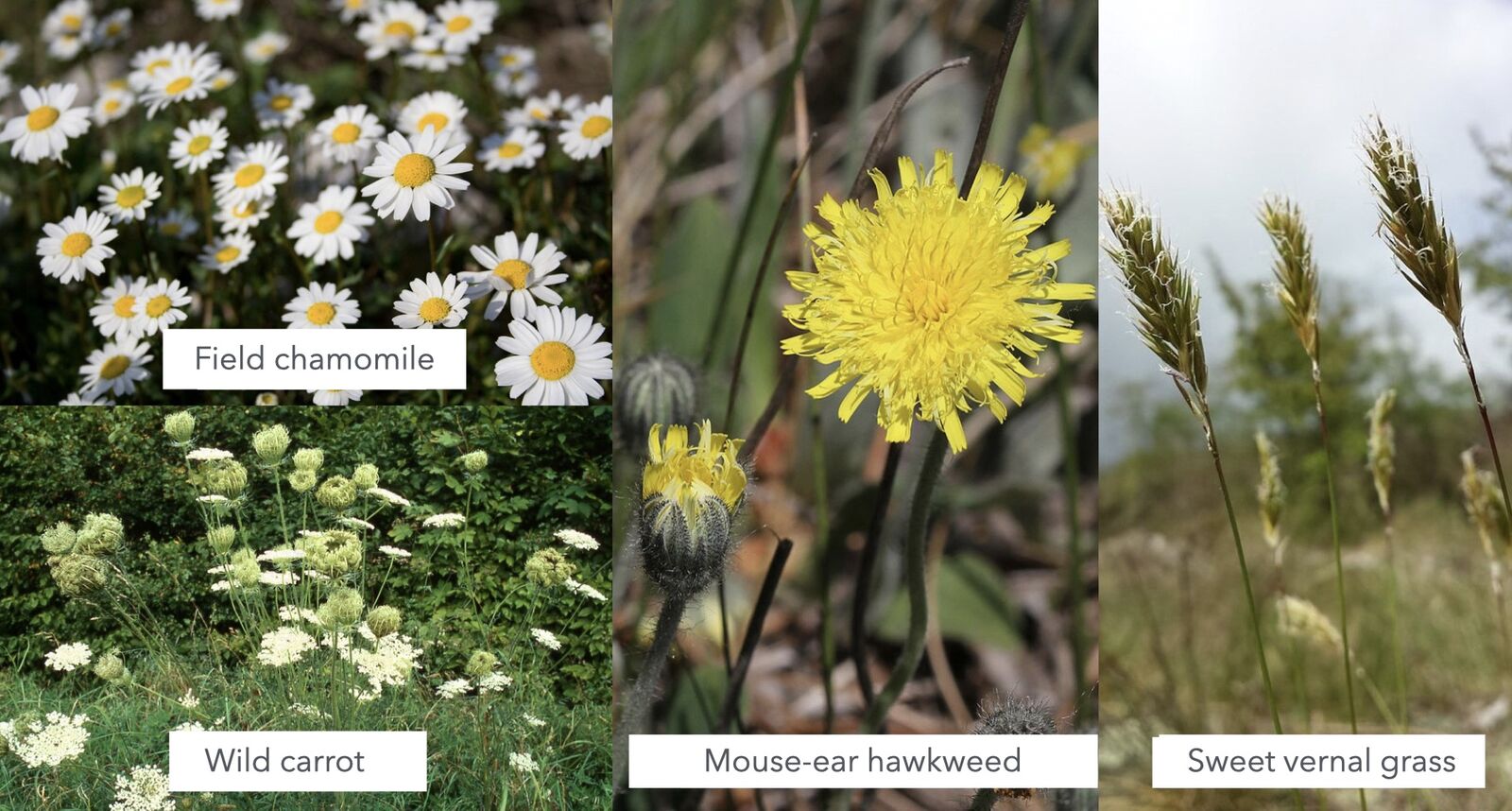 Indicator plants on nitrogen-poor soils