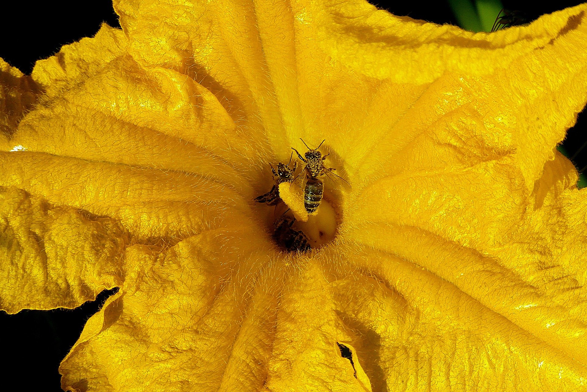 Zucchiniblüte mit Biene und Pollen