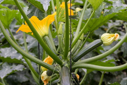 Zucchini pflanzen: Anzucht, Pflege & Ernte
