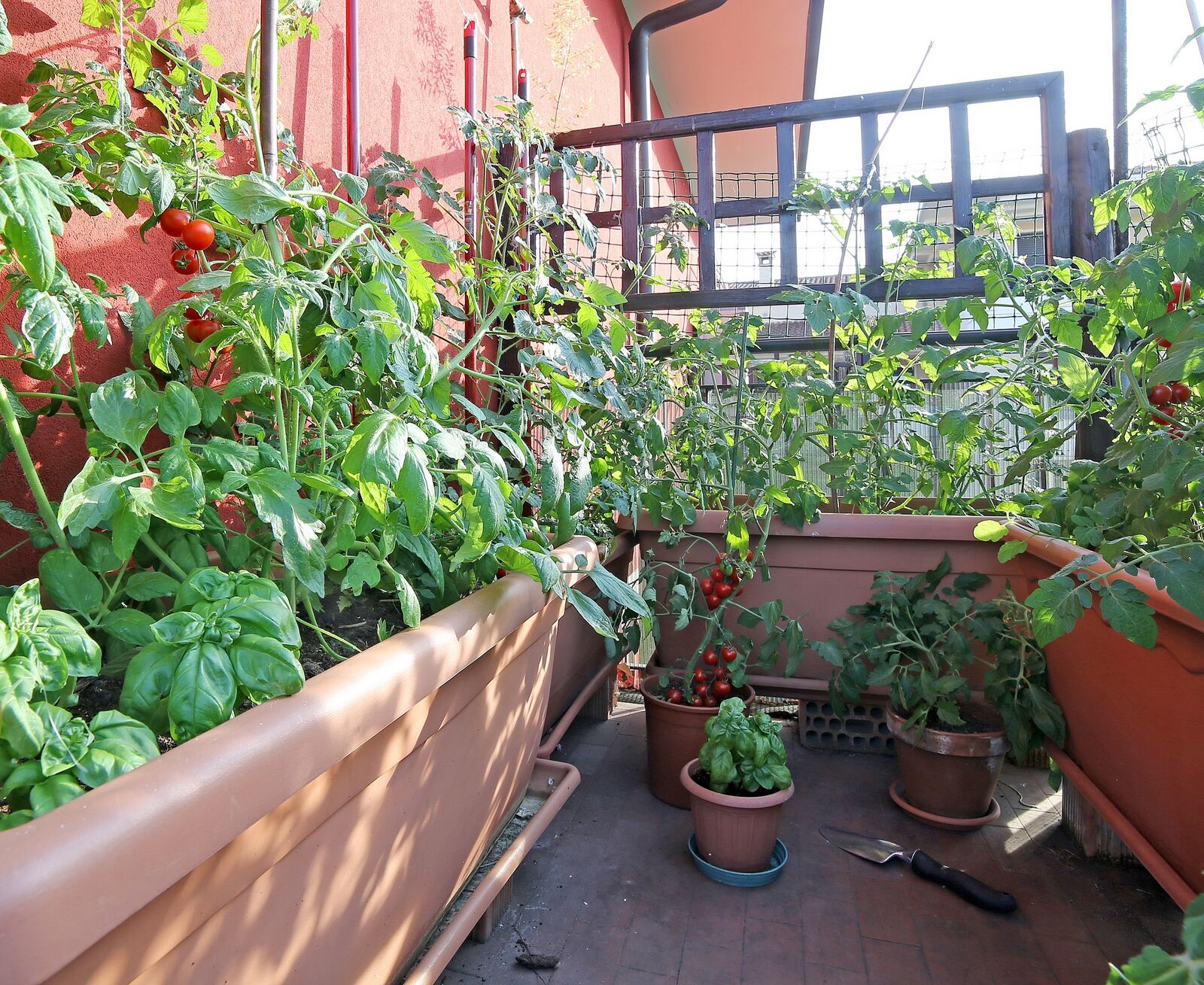 Growing tomatoes on the balcony