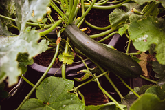 Zucchini platzsparend und vertikal anbauen: Ideen und Tipps