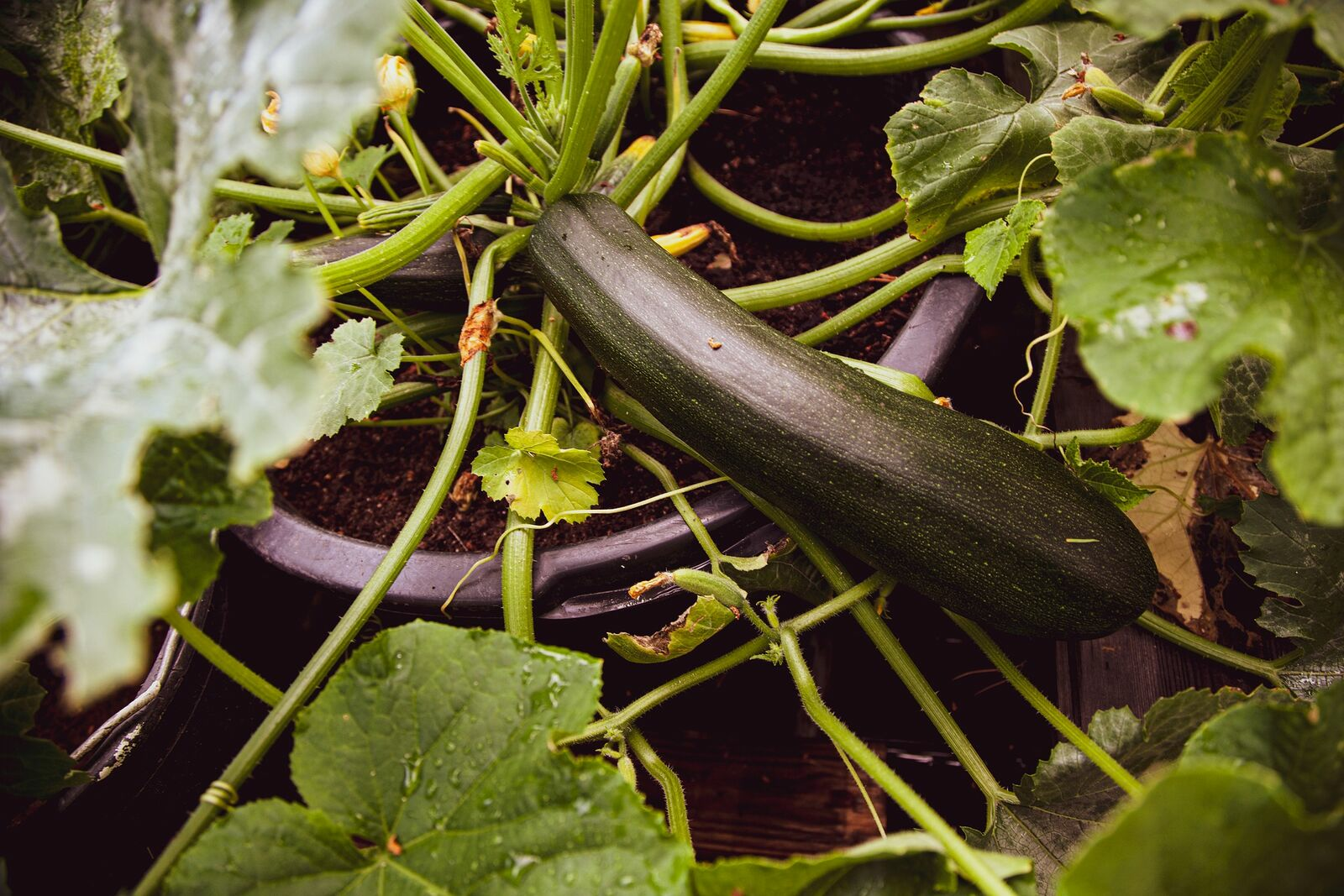 Growing zucchinis vertically to save space: Ideas and tips