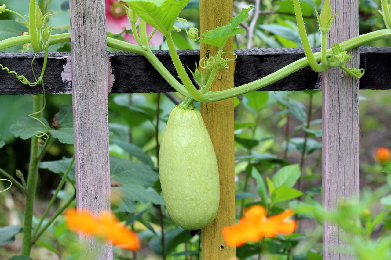 Kletterzucchini