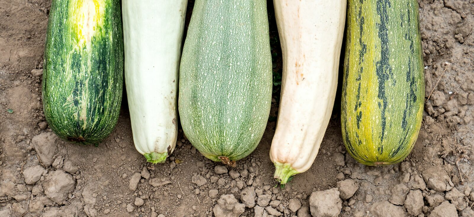 Runde, gelbe und alte Zucchini-Sorten: eine Übersicht