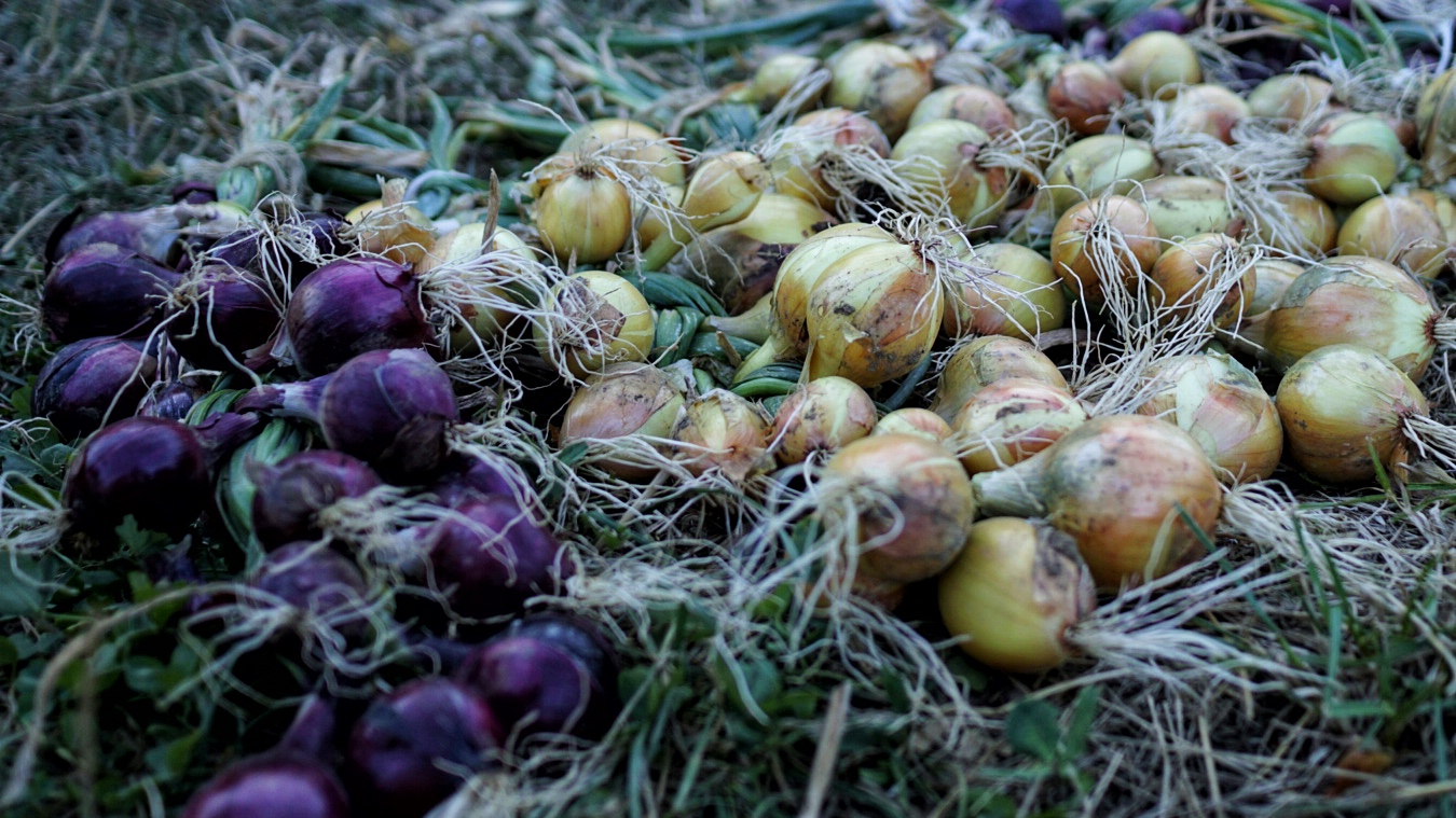 Harvesting and storing onions: it's that simple