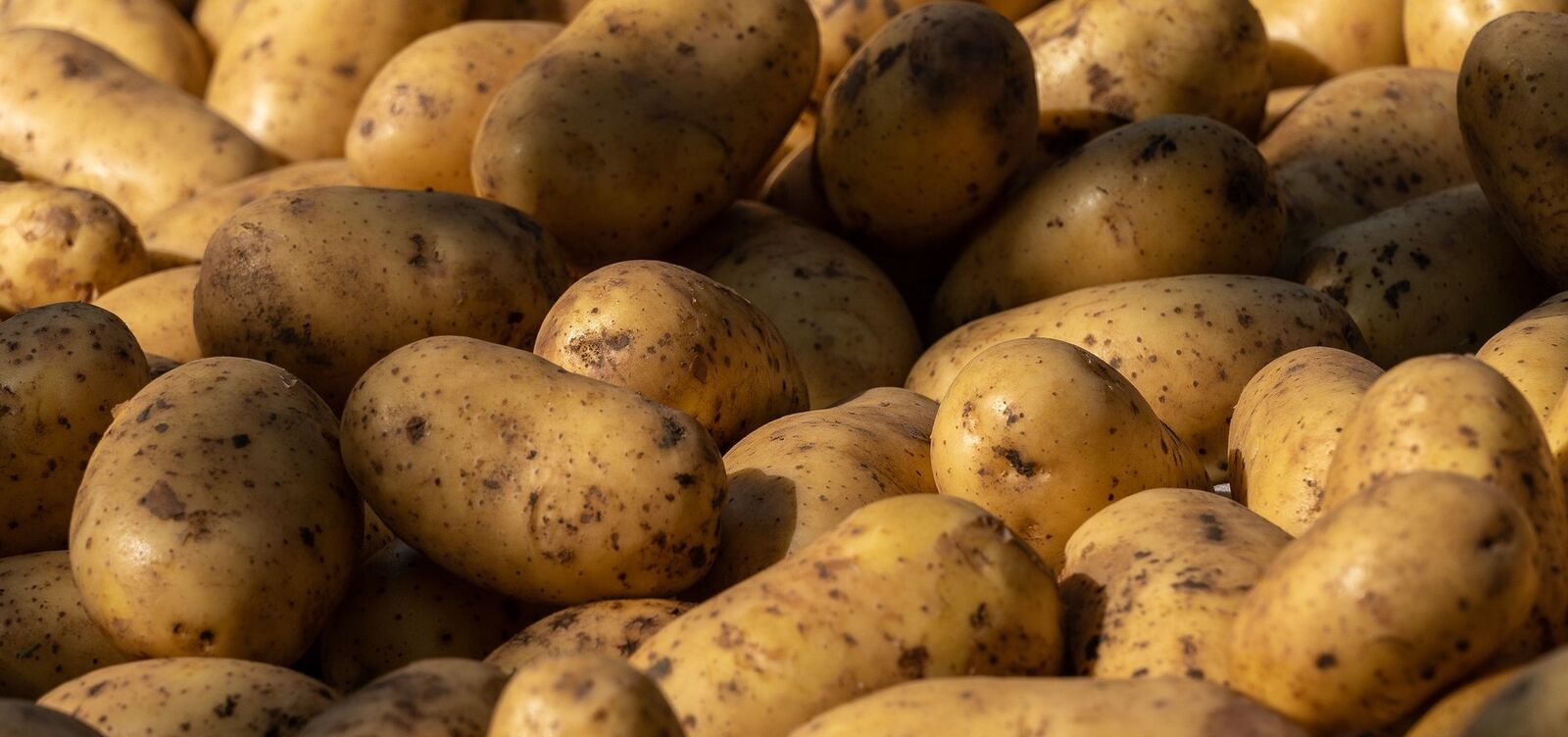 Kartoffeln aufbewahren