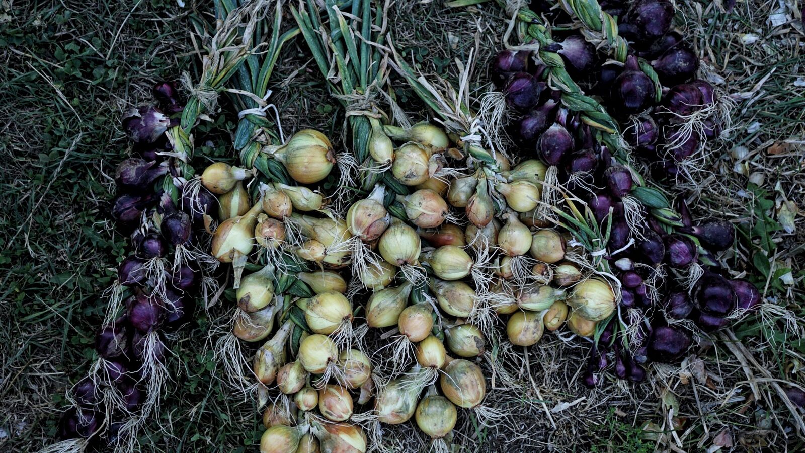 Braiding onion plaits