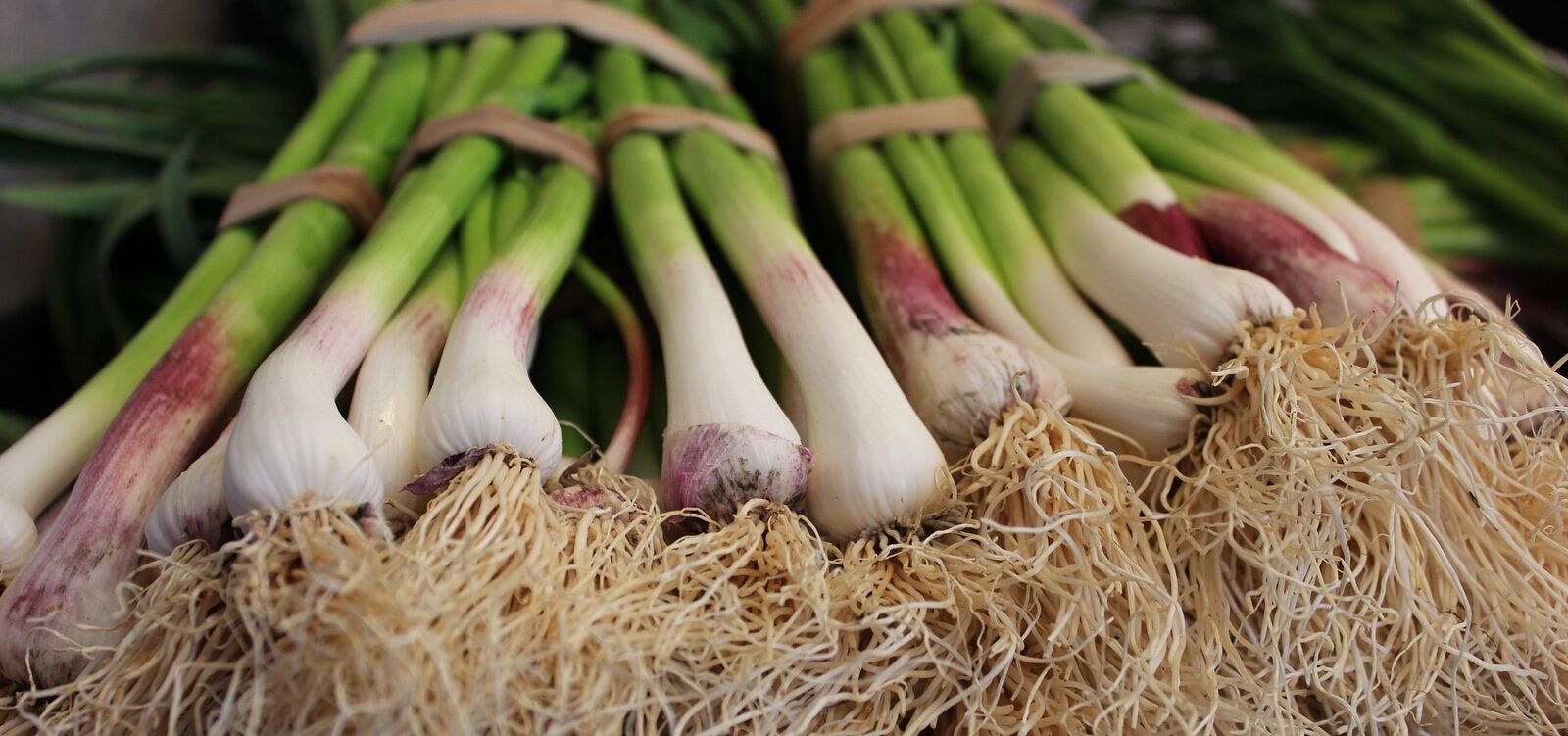 Fresh spring onion