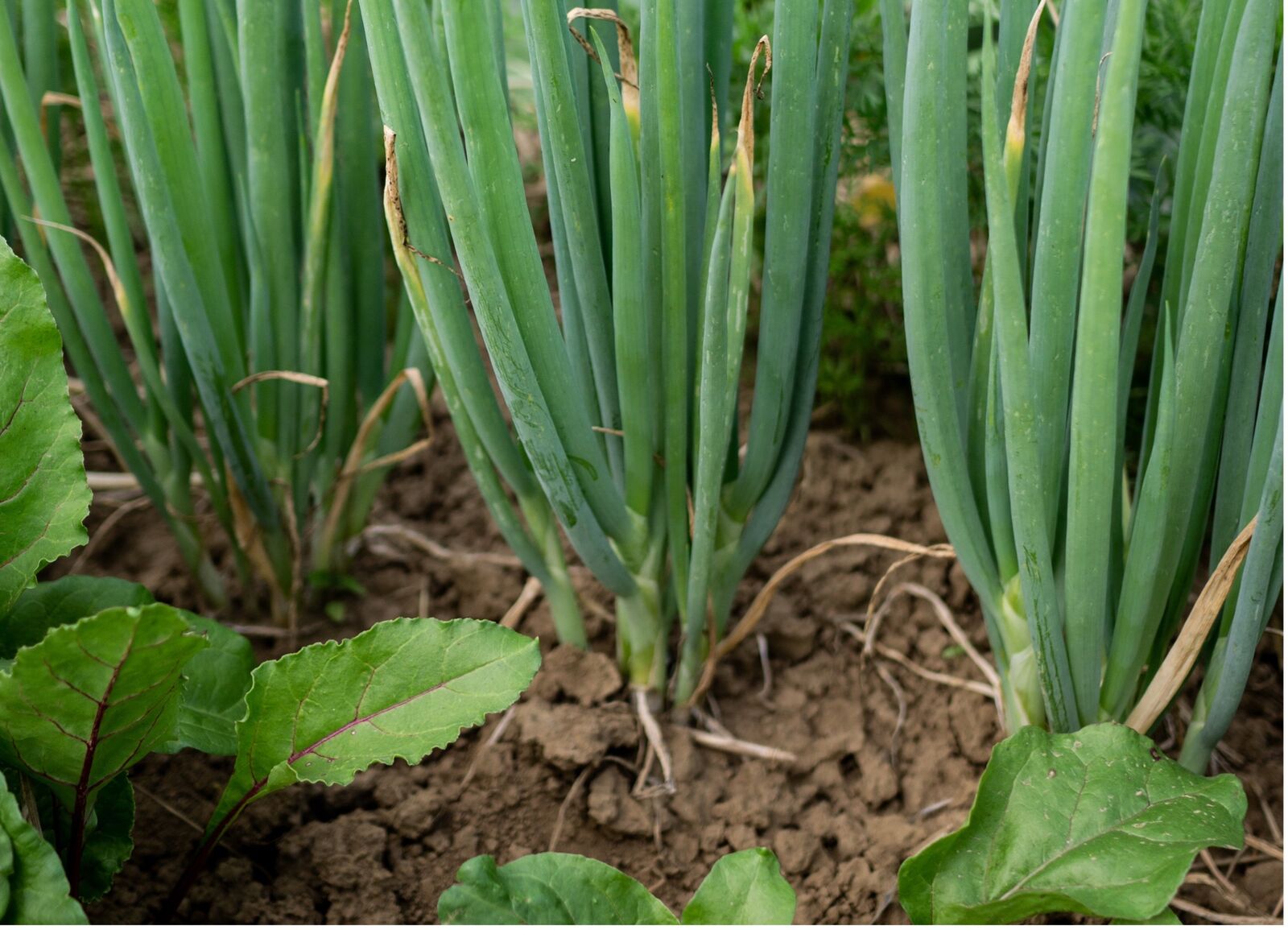 Growing onions in mixed cultivation