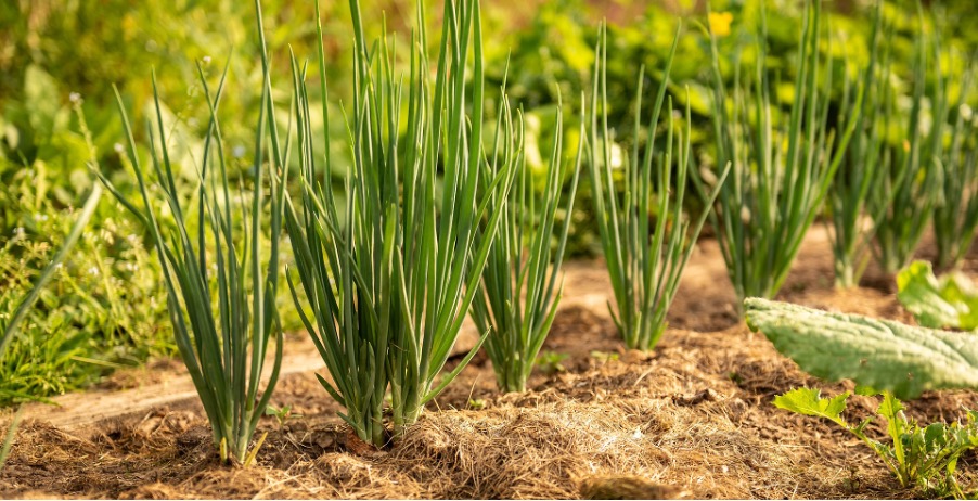 Onion planting distance