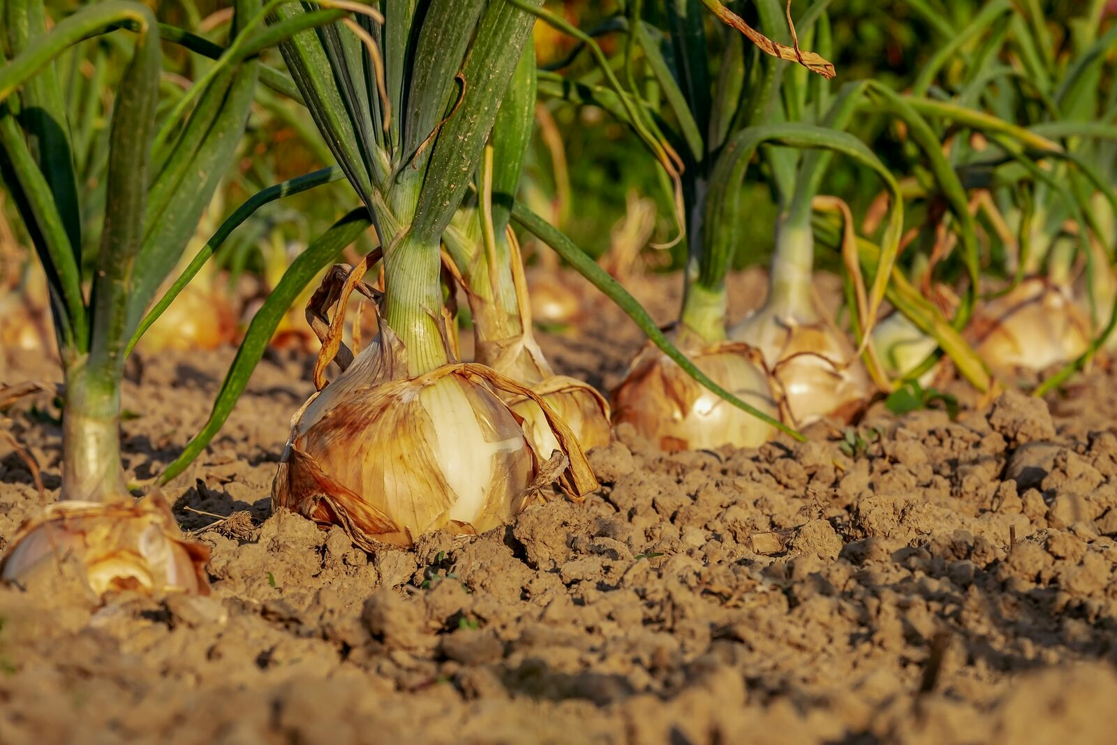 Planting, growing & harvesting onions - a guide