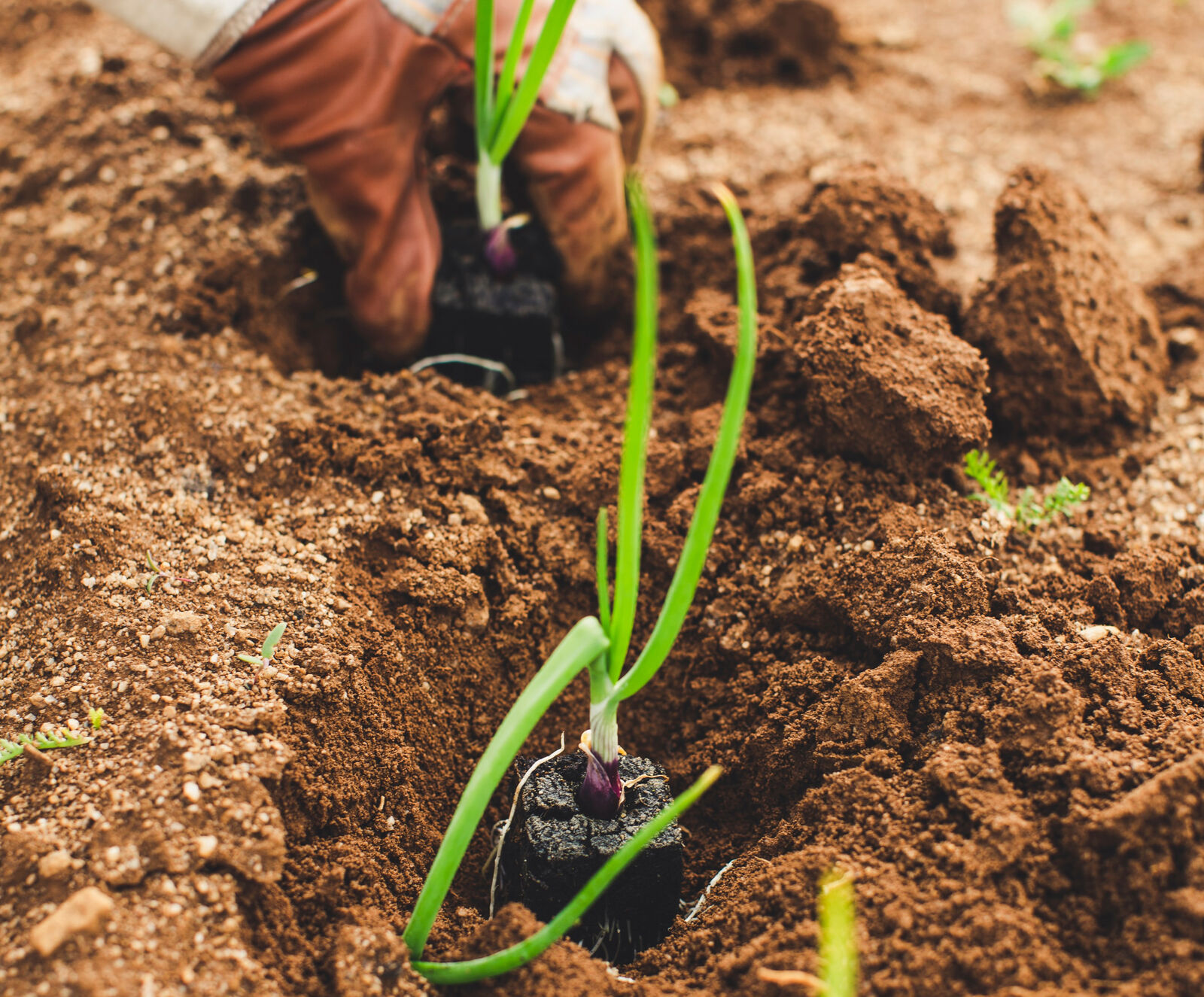 Planting onions