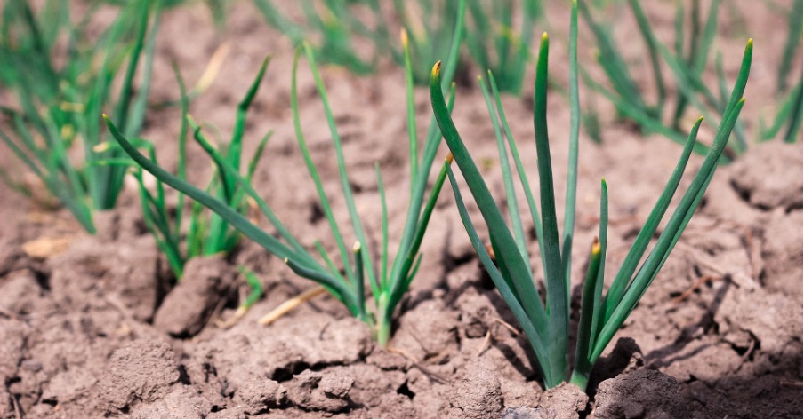 Planting bulbs