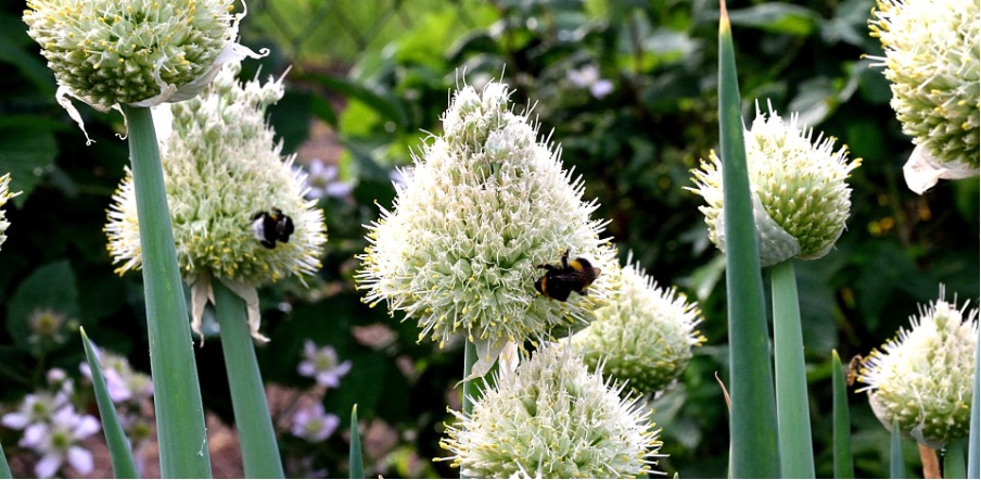 Frühlingszwiebel in Blüte - Samen gewinnen